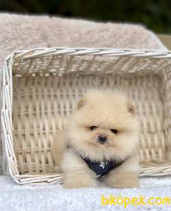 Ayicik Surat Pomeranian Boo Yavrularımız 5