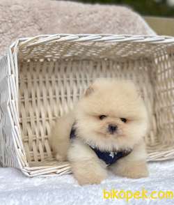 Ayicik Surat Pomeranian Boo Yavrularımız 2