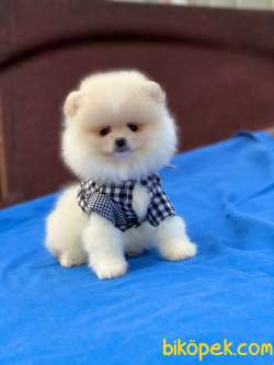 Ayıcık Surat Pomeranian Boo Yavrularımız 5