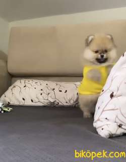 Ayıcık Surat Pomeranian Boo Yavrularımız 4