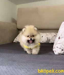 Ayıcık Surat Pomeranian Boo Yavrularımız 3