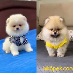 Ayıcık Surat Pomeranian Boo Yavrularımız 1