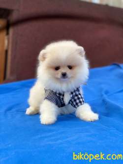 Ayıcık Surat Pomeranian Boo Yavrularımız 2