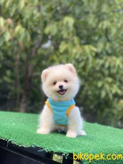 Ayıcık Surat Pomeranian Boo Yavrumuz