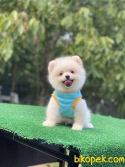 Ayıcık Surat Pomeranian Boo Yavrumuz 4