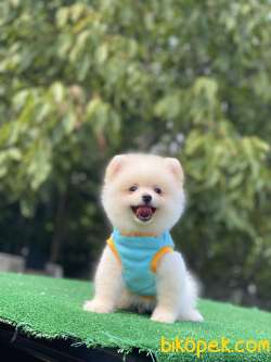 Ayıcık Surat Pomeranian Boo Yavrumuz 2