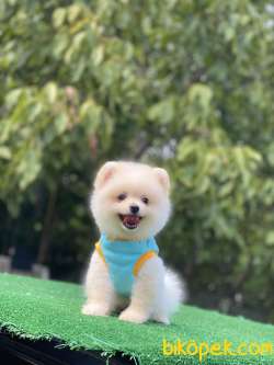 Ayıcık Surat Pomeranian Boo Yavrumuz 3