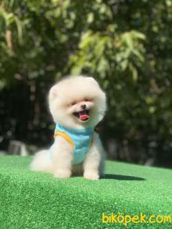 Ayıcık Surat Pomeranian Boo Yavrumuz 3