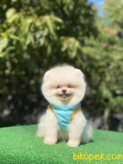 Ayıcık Surat Pomeranian Boo Yavrumuz 4