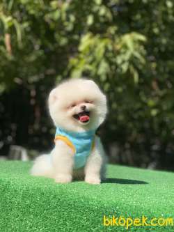 Ayıcık Surat Pomeranian Boo Yavrumuz 2