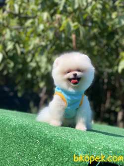 Ayıcık Surat Pomeranian Boo Yavrumuz 1