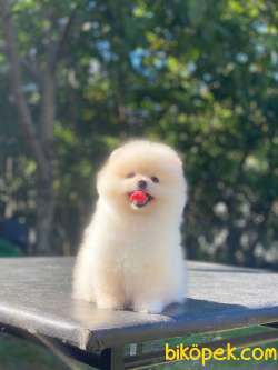 Ayıcık Surat Pomeranian Boo Yavrumuz 5