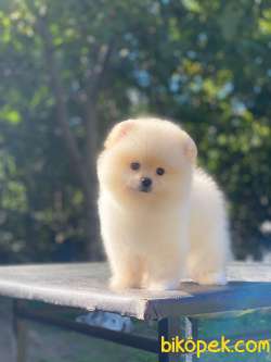 Ayıcık Surat Pomeranian Boo Yavrumuz 4