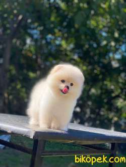 Ayıcık Surat Pomeranian Boo Yavrumuz 2