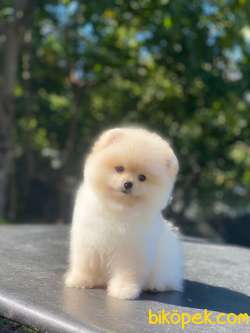 Ayıcık Surat Pomeranian Boo Yavrumuz 3