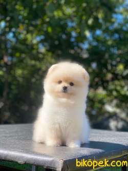 Ayıcık Surat Pomeranian Boo Yavrumuz