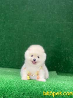 Ayıcık Surat Pomeranian Boo Yavrumuz 5