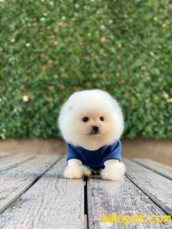 Ayıcık Surat Pomeranian Boo Yavrumuz 3