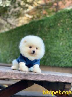 Ayıcık Surat Pomeranian Boo Yavrumuz 5