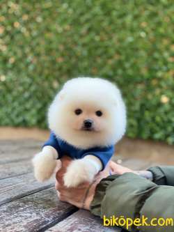 Ayıcık Surat Pomeranian Boo Yavrumuz 4