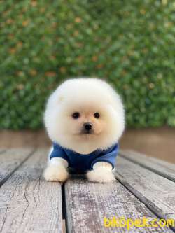 Ayıcık Surat Pomeranian Boo Yavrumuz