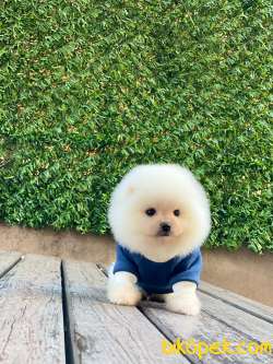 Ayıcık Surat Pomeranian Boo Yavrumuz 2