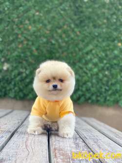 Ayıcık Surat Pomeranian Boo Yavrumuz