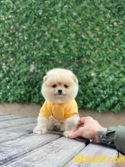 Ayıcık Surat Pomeranian Boo Yavrumuz 5