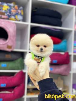 Ayıcık Surat Pomeranian Boo Yavrumuz