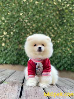 Ayıcık Surat Pomeranian Boo Yavrumuz