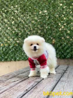 Ayıcık Surat Pomeranian Boo Yavrumuz 3