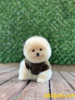 Ayıcık Surat Pomeranian Boo Yavrumuz