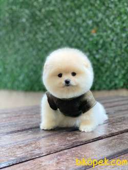 Ayıcık Surat Pomeranian Boo Yavrumuz 4