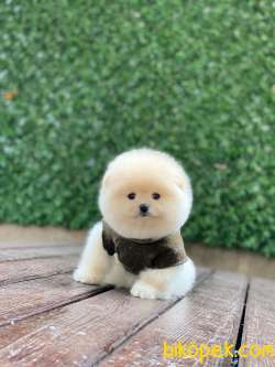 Ayıcık Surat Pomeranian Boo Yavrumuz 2