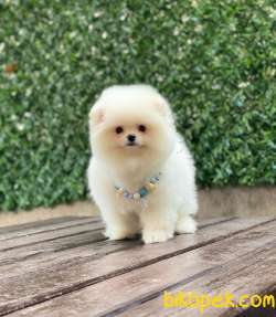 Ayıcık Surat Pomeranian Boo Yavrumuz 5