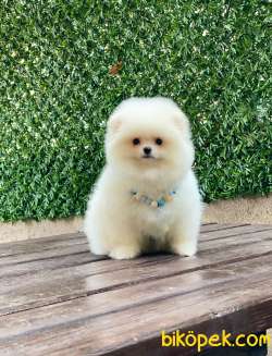 Ayıcık Surat Pomeranian Boo Yavrumuz 4