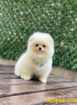 Ayıcık Surat Pomeranian Boo Yavrumuz