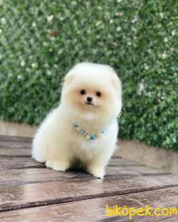 Ayıcık Surat Pomeranian Boo Yavrumuz 3