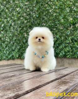 Ayıcık Surat Pomeranian Boo Yavrumuz 2