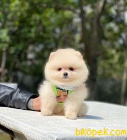 Ayıcık Surat Pomeranian Boo Yavrumuz 3