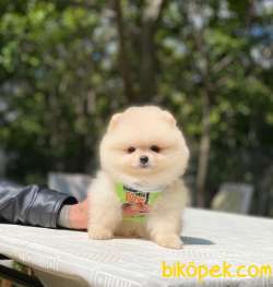 Ayıcık Surat Pomeranian Boo Yavrumuz 2