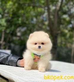 Ayıcık Surat Pomeranian Boo Yavrumuz 4