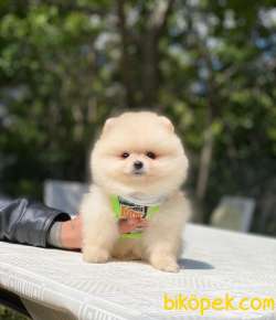 Ayıcık Surat Pomeranian Boo Yavrumuz