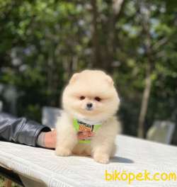 Ayıcık Surat Pomeranian Boo Yavrumuz 5