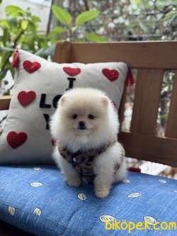Ayıcık Surat Pomeranian Boo Yavrumuz 2