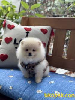 Ayıcık Surat Pomeranian Boo Yavrumuz
