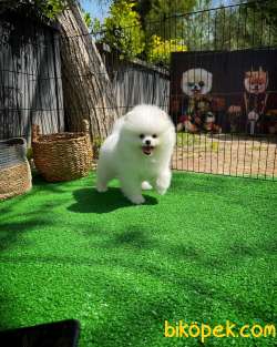 Ayıcık Surat Pomeranian Yavrularımız 3