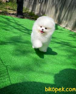 Ayıcık Surat Pomeranian Yavrularımız 4
