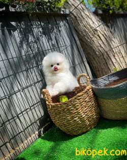 Ayıcık Surat Pomeranian Yavrularımız 2