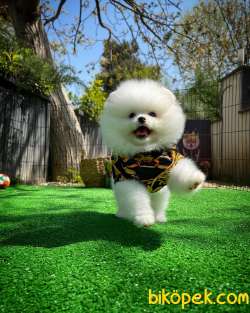 Ayıcık Surat Pomeranian Yavrularımız 1